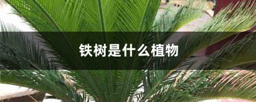 铁树是什么植物，种子怎样种植