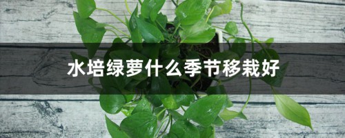 水培绿萝什么季节移栽好